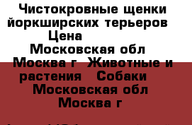 Чистокровные щенки йоркширских терьеров › Цена ­ 60 000 - Московская обл., Москва г. Животные и растения » Собаки   . Московская обл.,Москва г.